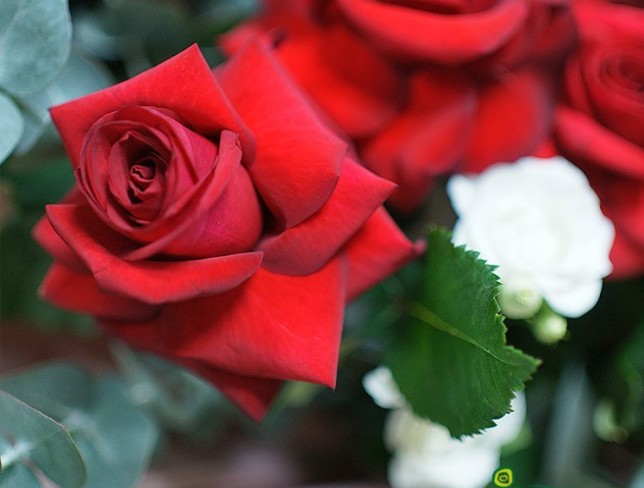 Buchet din trandafiri rosii si eustoma alba foto
